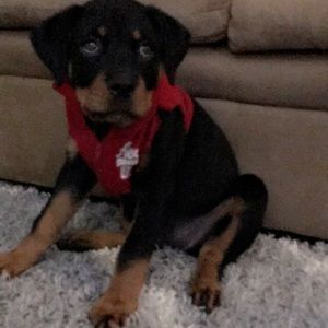 Meet your Posher, Lacy