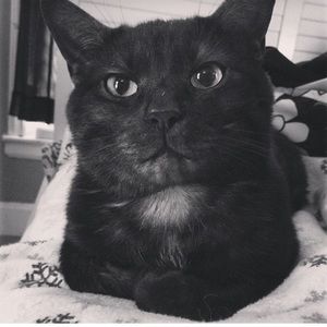 Meet your Posher, Josh