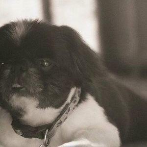 Meet your Posher, Connie