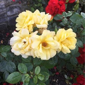 Meet your Posher, Bailey