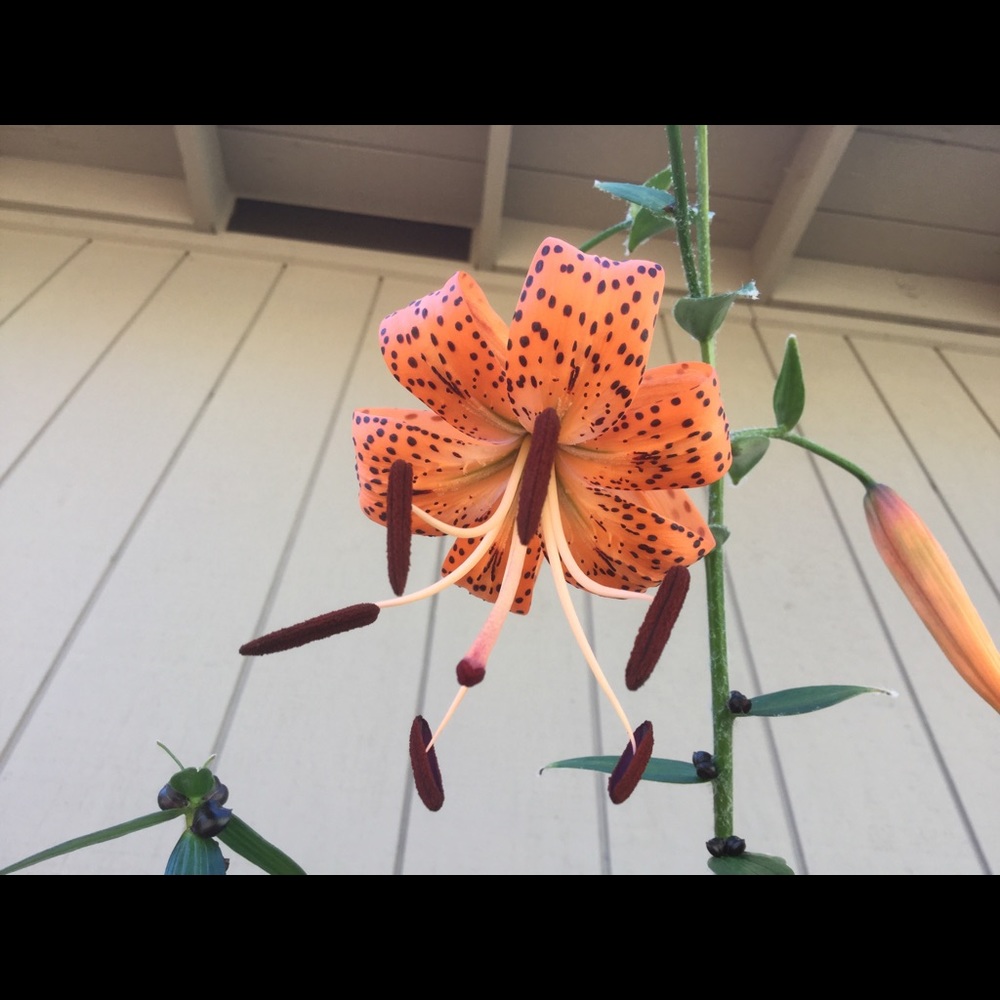 Meet your Posher, Ann