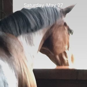 Meet your Posher, Anne