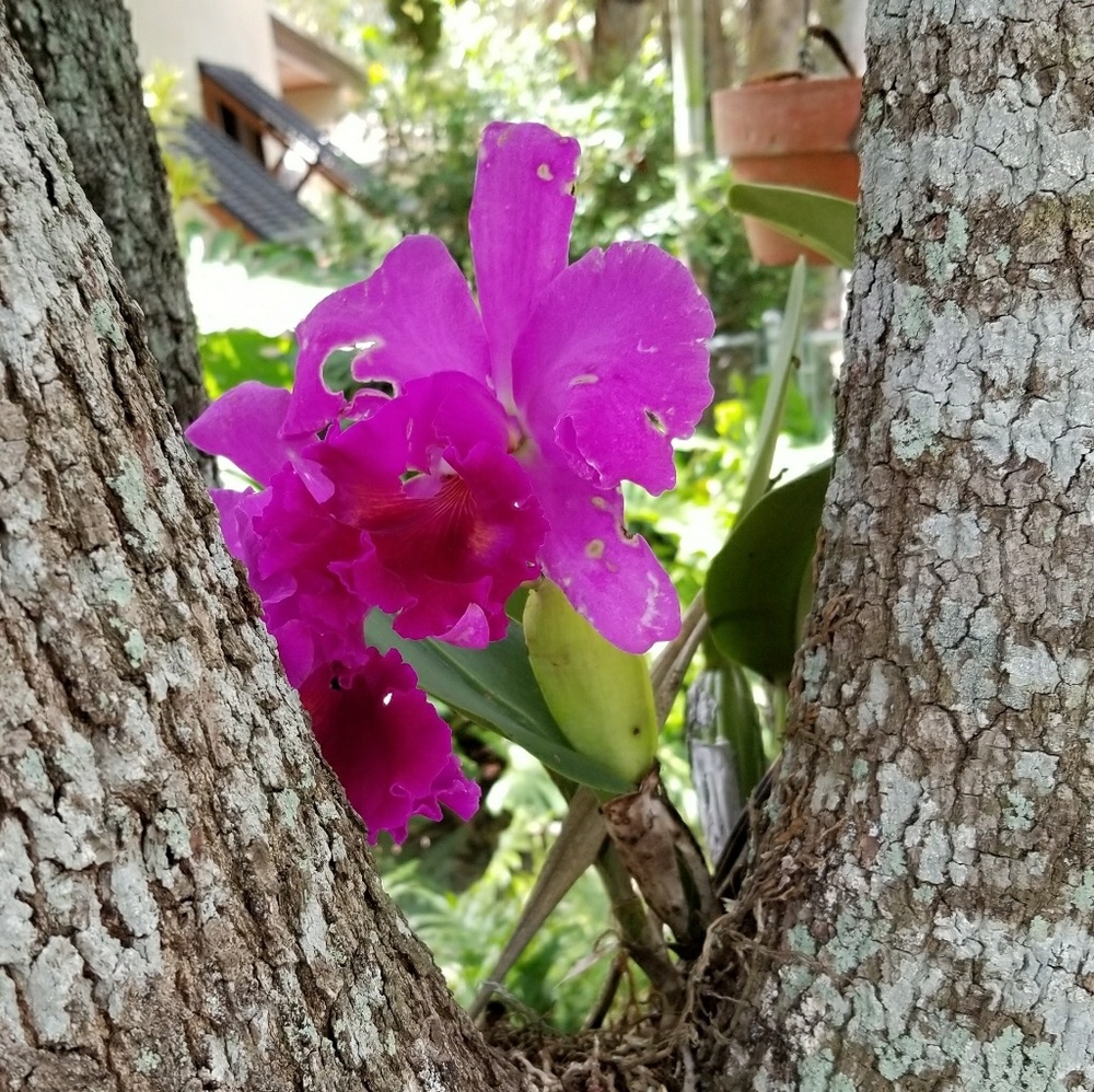 Pretty bloomer