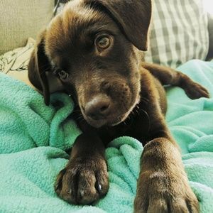 Meet your Posher, Rob