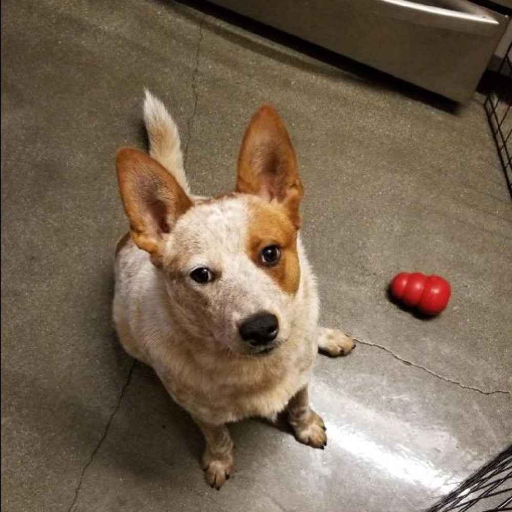 Meet your Posher, Mickey