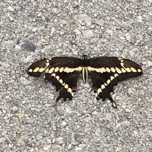 Meet your Posher, Samara