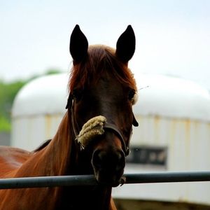 Meet your Posher, Sandy
