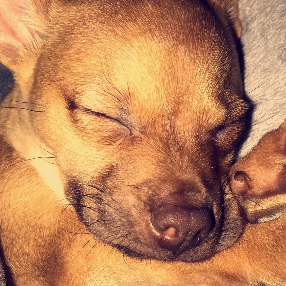 Meet your Posher, Charley