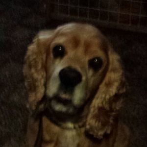 Meet your Posher, Linda