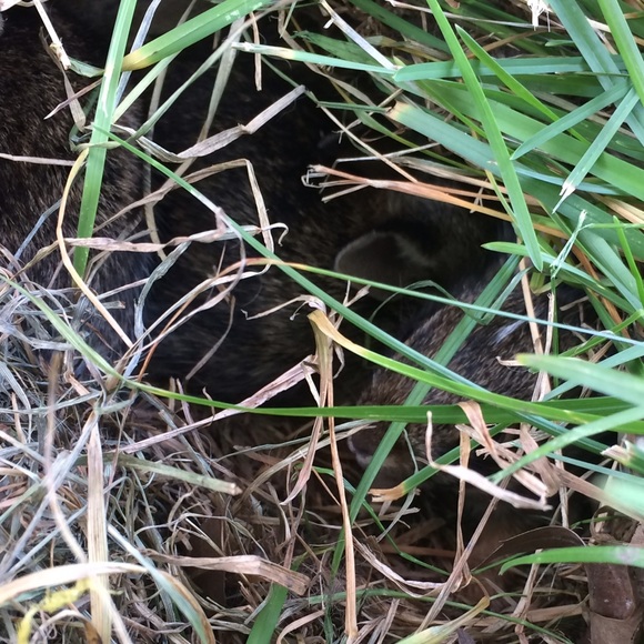 Meet your Posher, Shaeyna - Picture 1 of 1