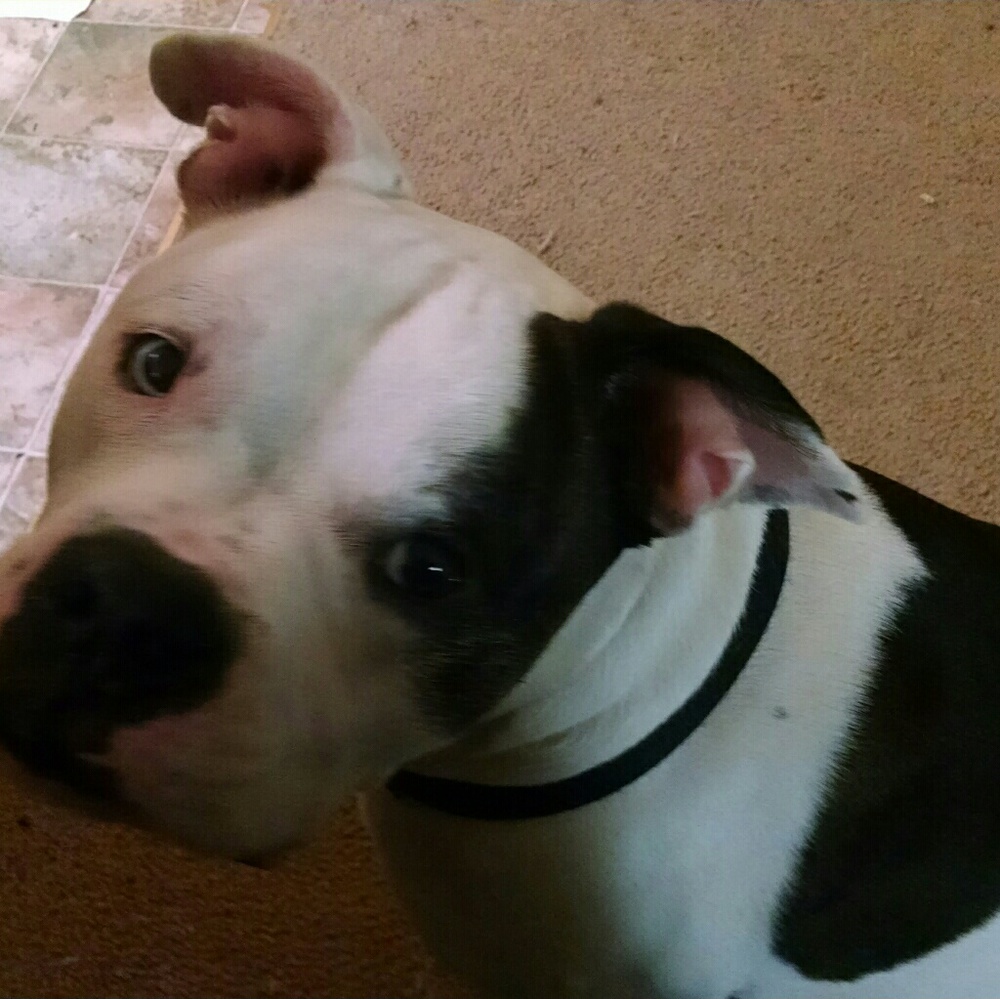 Mom doesn't let me near the POSH, but fur happens!