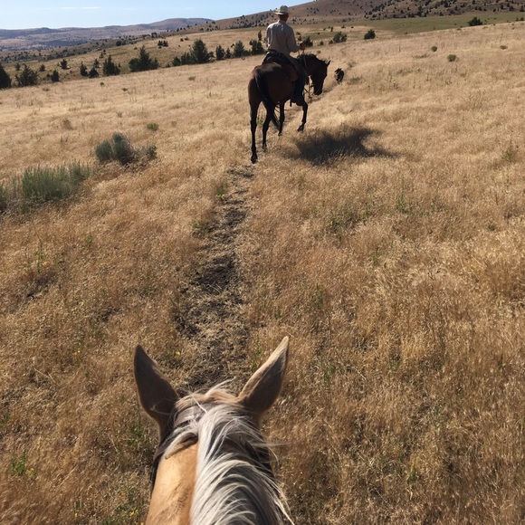 Meet your Posher, Savannah - Picture 1 of 1