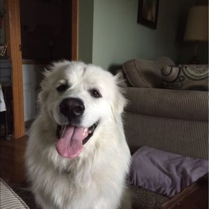 Meet your Posher, Samantha