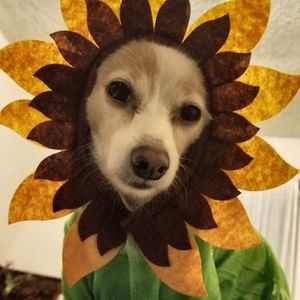Rubies Pet Costume, Size Medium, Sunflower