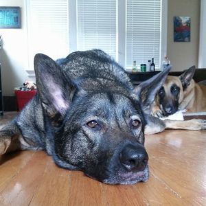 Meet your Posher, Chad