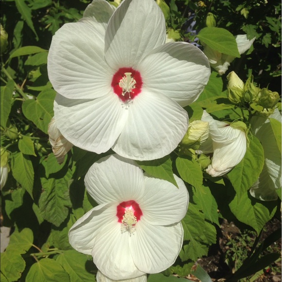 Meet your Posher, Nora - Picture 1 of 1