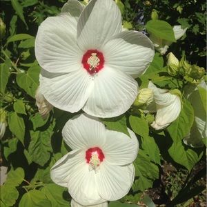 Meet your Posher, Nora