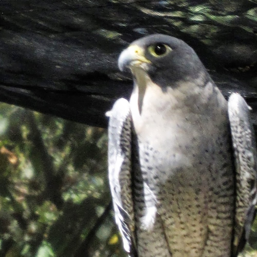 Meet your Posher, Cathy