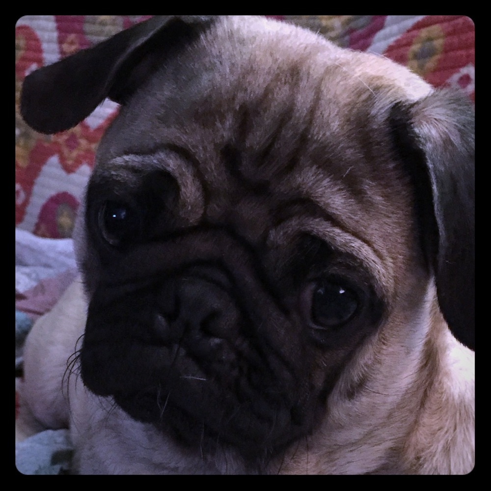 Shots no we don't want to go!