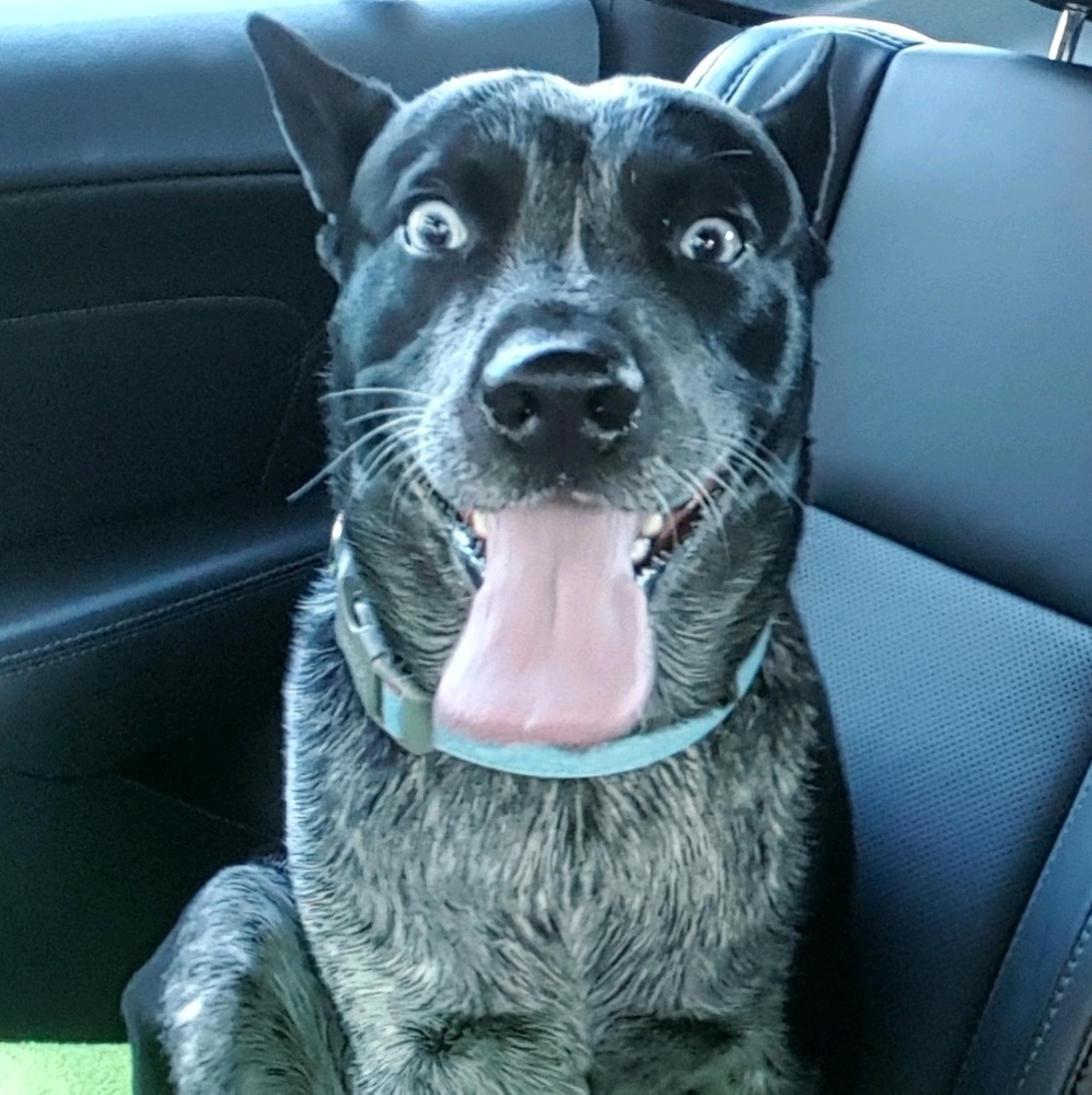 Meet your Posher, Carly