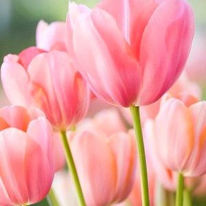 Meet your Posher, Blanca