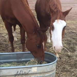 Meet your Posher, Rhonda