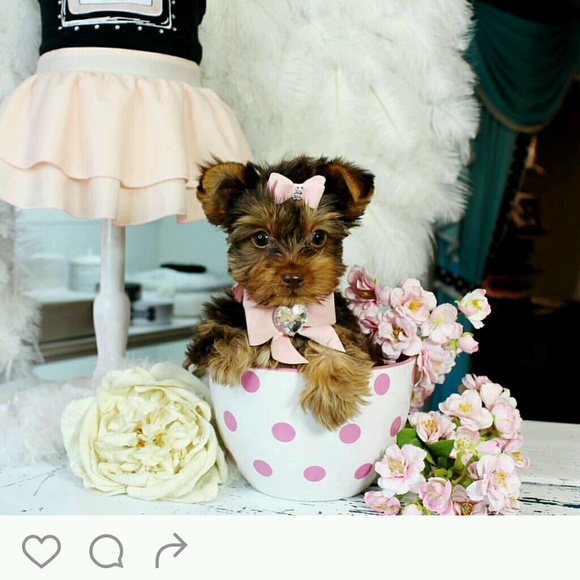 Meet your Posher, Sand - Picture 1 of 1