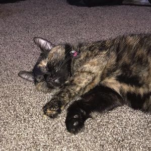 Meet your Posher, Taylor