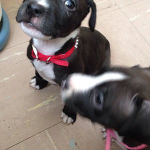 Meet your Posher, Malachi