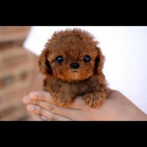 Meet your Posher, Maxine