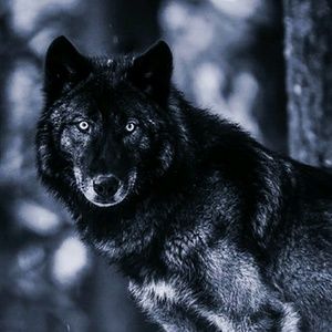 Meet your Posher, Wendy