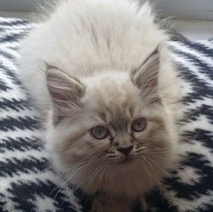 Meet your Posher, Debbie