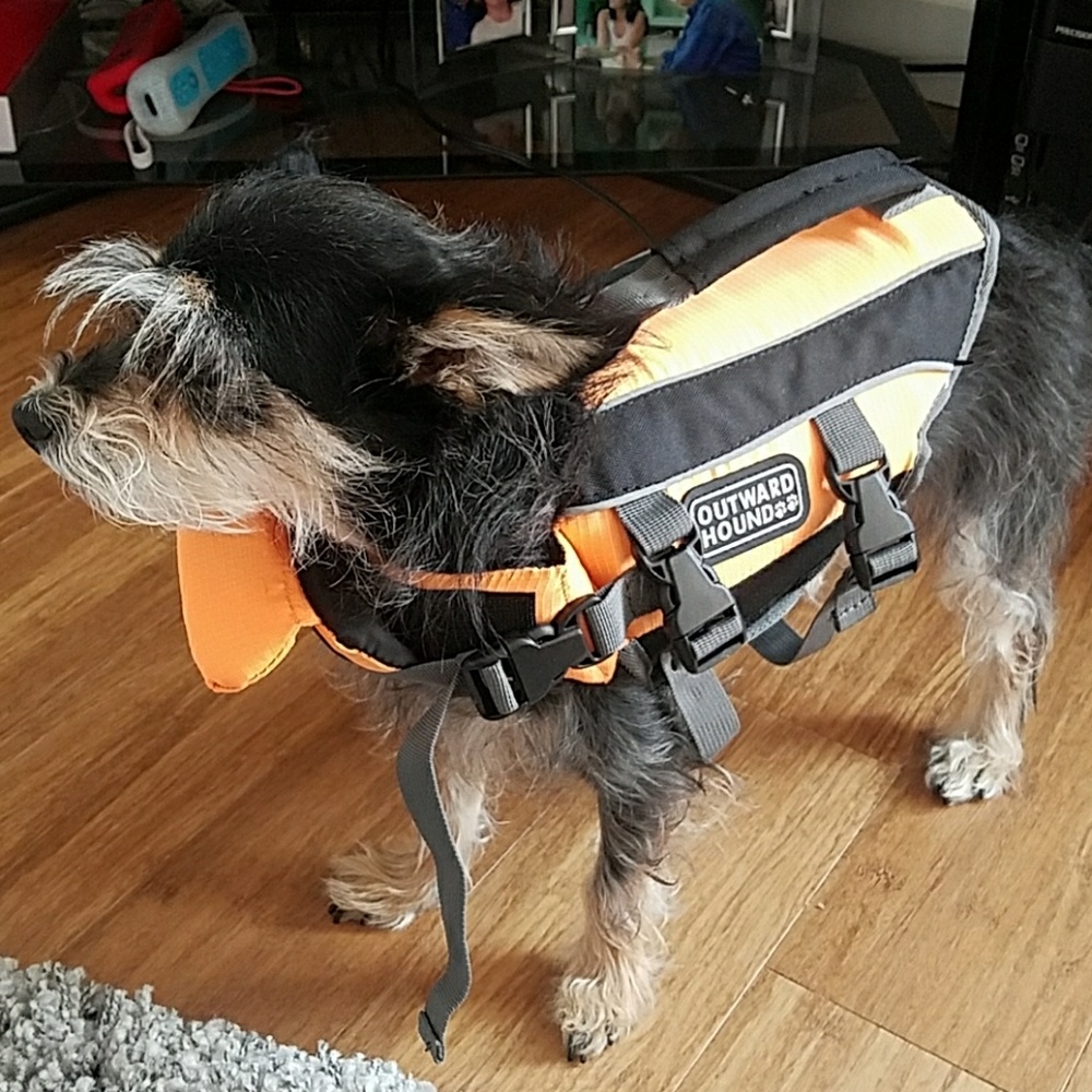 Small dog life jacket
