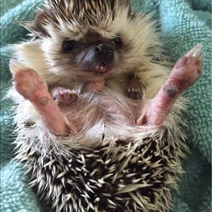 Meet your Posher, Gerardo