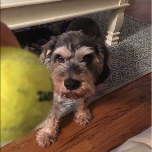 Meet your Posher, Grace