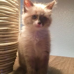 Meet your Posher, Jasmin