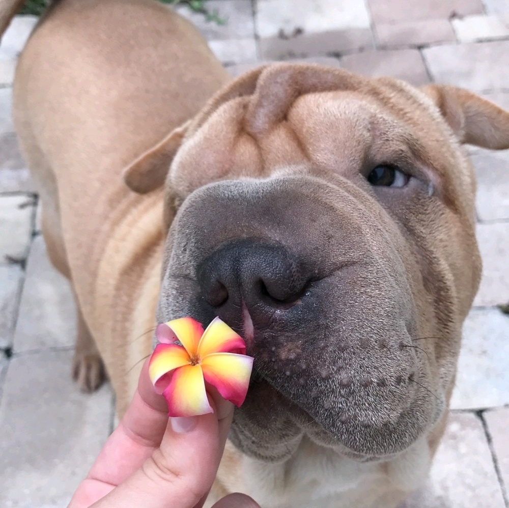 Meet your Posher, Amy