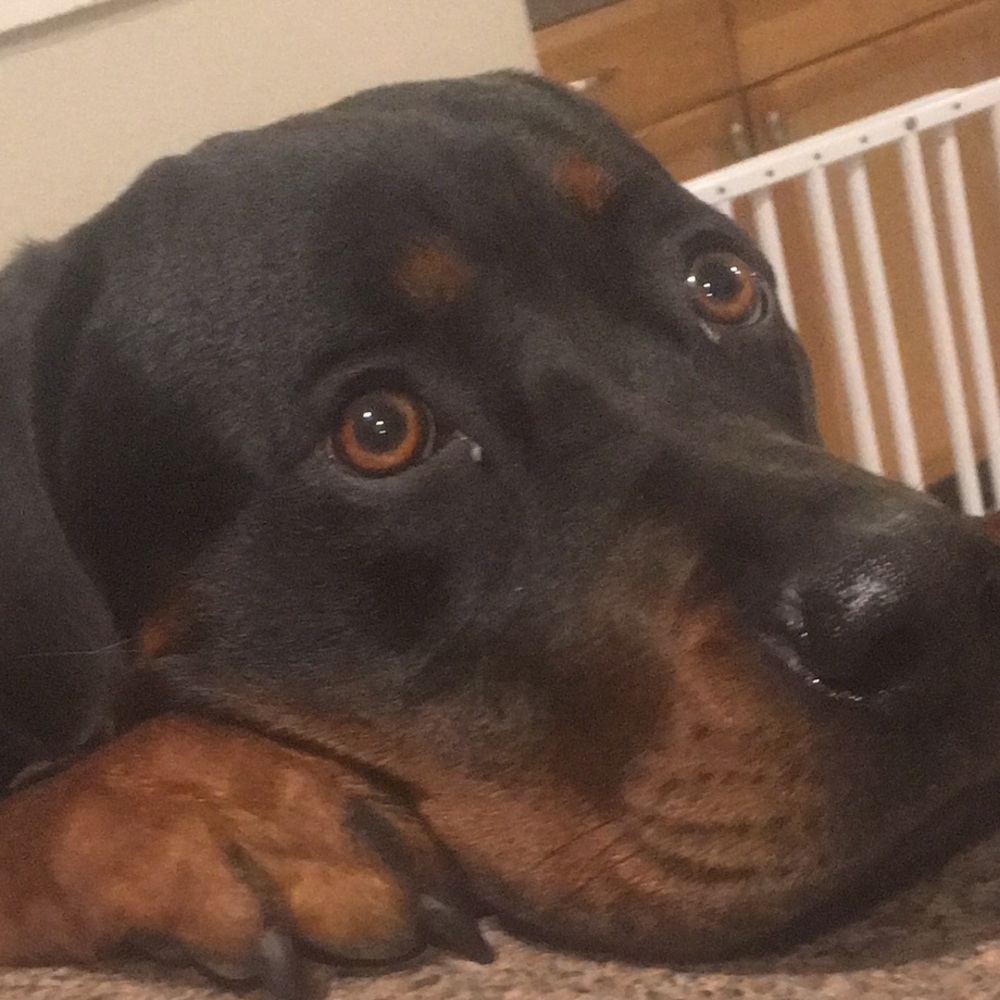 Meet your Posher, Riley