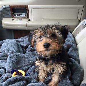 Meet your Posher, Kyle