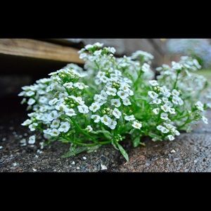 Meet your Posher, Brandi