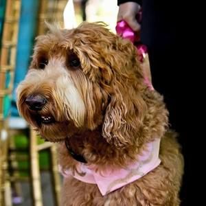 Meet your Posher, Gary