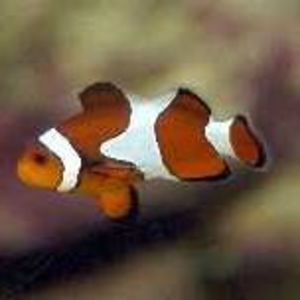 Meet your Posher, Miriam