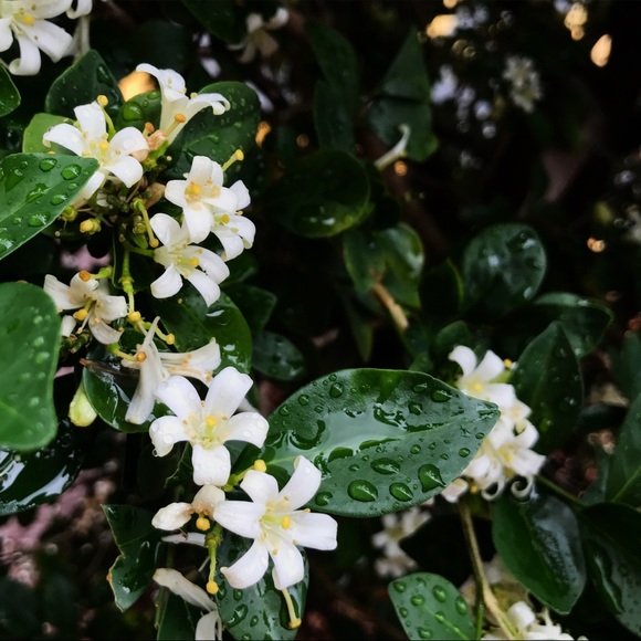 Meet your Posher, Jessica - Picture 1 of 1