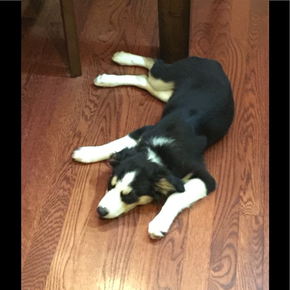 Meet your Posher, Betsy