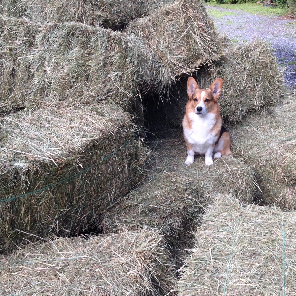 Meet your Posher, Lindsey