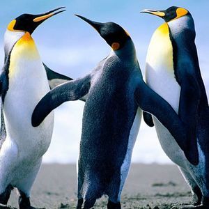 Meet your Posher, Phyllis