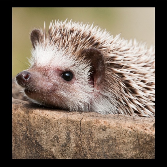 Meet your Posher, Patty - Picture 3 of 3