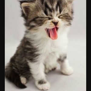 Meet your Posher, Lissettee