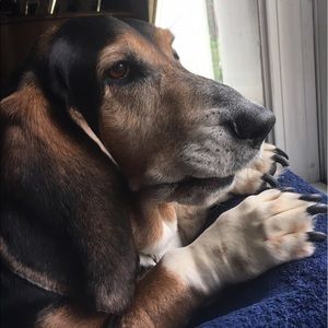 Meet your Posher, Brett