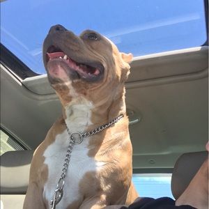 Meet your Posher, Dakota